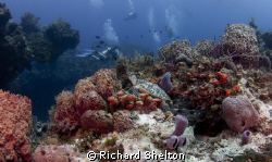 Hidden Treasure.  While on a drift dive off of Cozumel, M... by Richard Shelton 